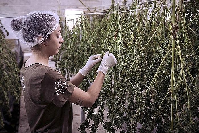 Award-Winning Film Producer Creating New Documentary Chronicling The Rich History of Hemp Production in America "The Seed and Fiber of Wealth" 